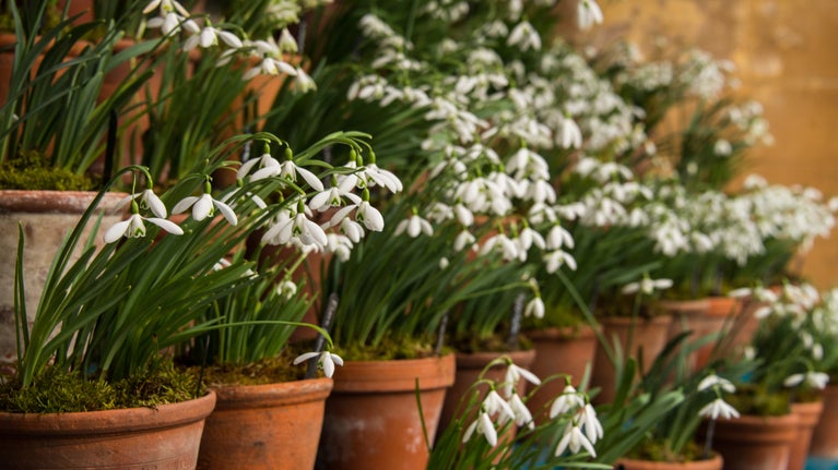 Snowdrop display in ceramic pots on different levels